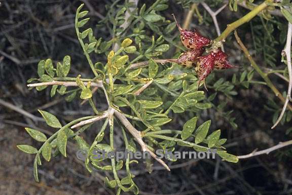 psorothamnus polydenius 1 graphic